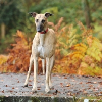 Picture of greyhound /whippet bred lurcher stood on step. autumn colours behind