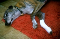 Picture of greyhound with bandaged leg resting on rug