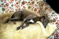 Picture of greyhound/lurcher, lying on fleece on sofa