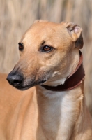 Picture of Greyhound