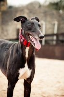 Picture of Greyhound