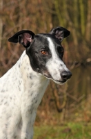 Picture of Greyhound