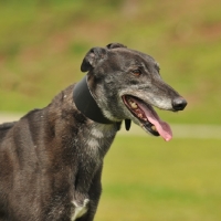 Picture of Greyhound