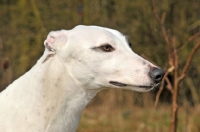 Picture of Greyhound