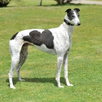 Picture of Greyhound