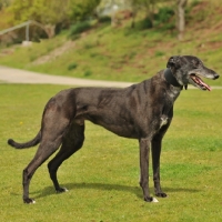 Picture of Greyhound