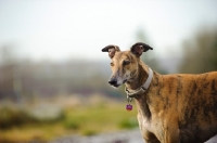 Picture of Greyhound