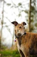 Picture of Greyhound