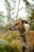 Picture of Greyhound