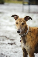 Picture of Greyhound