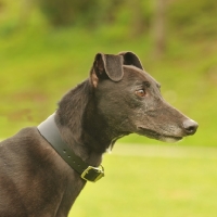 Picture of Greyhound