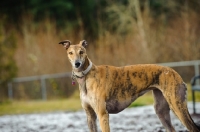 Picture of Greyhound