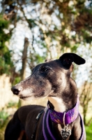 Picture of Greyhound