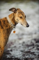 Picture of Greyhound