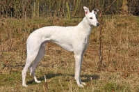 Picture of Greyhound