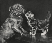 Picture of griffon and tabby kitten