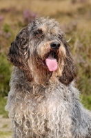 Picture of Griffon Bleu de Gascogne portrait