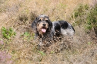 Picture of Griffon Bleu de Gascogne