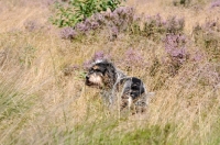 Picture of Griffon Bleu de Gascogne