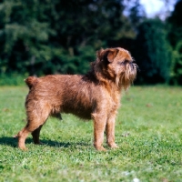 Picture of griffon bruxellois dog