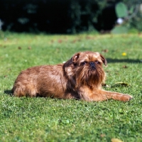 Picture of griffon bruxellois lying in garden