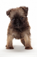 Picture of Griffon Bruxellois puppy in studio