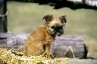 Picture of griffon bruxellois puppy on a straw bale