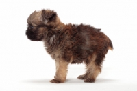 Picture of Griffon Bruxellois puppy on white background, side view