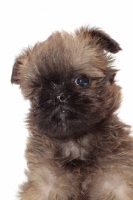 Picture of Griffon Bruxellois puppy on white background