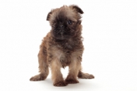 Picture of Griffon Bruxellois puppy on white background