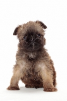 Picture of Griffon Bruxellois puppy on white background, looking at camera