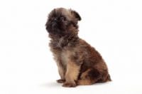 Picture of Griffon Bruxellois puppy sitting on white background
