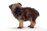 Picture of Griffon Bruxellois puppy sytanding on white background