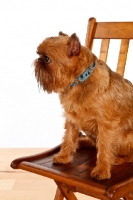 Picture of Griffon Bruxellois sitting on chair