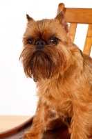 Picture of Griffon Bruxellois sitting on chair, portrait