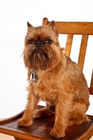 Picture of Griffon Bruxellois sitting on chair