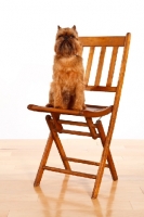 Picture of Griffon Bruxellois sitting proudly on chair