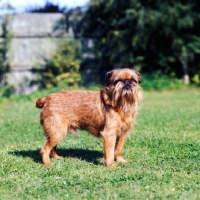 Picture of griffon bruxellois standing in garden