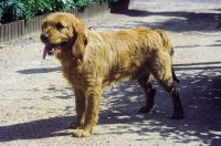 Picture of Griffon de Fauve de Bretagne