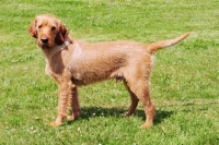 Picture of Griffon Fauve de Bretagne, world cahmpion