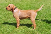 Picture of Griffon Fauve de Bretagne, world champion