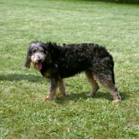 Picture of griffon nivernais, fandango du mont genievre