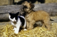 Picture of griffon puppy and kitten standing on straw