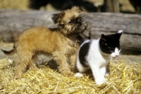 Picture of griffon puppy and kitten