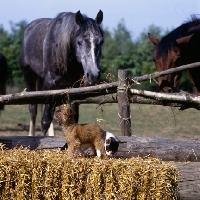 Picture of griffon puppy with kitten and horse