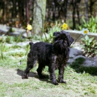 Picture of griffons bruxellois, ch skibbereen lucetta