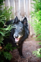 Picture of groenendael (belgian sheepdog) peeking out from shrub