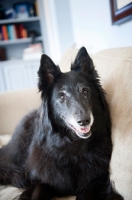 Picture of groenendael (belgian sheepdog) smiling on couch