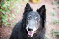 Picture of groenendael (belgian sheepdog) smiling