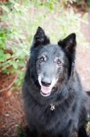 Picture of groenendael (belgian sheepdog) smiling